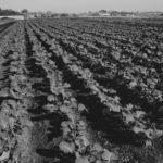 Argentina. El campo que nutre la Soberanía Alimentaria