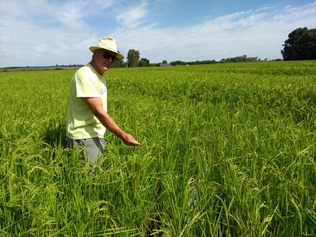 Arturo Deymonnaz es la tercera generaci&oacute;n de su familia dedicada a la ganader&iacute;a. Pero hace dos a&ntilde;os incursion&oacute; en el cultivo de arroz, que produce &uacute;nicamente con energ&iacute;a solar, en el norte de Argentina. Los productores arroceros de la zona utilizan bombas de gran potencia para extraer de los pozos la enorme cantidad de agua que requiere el cultivo, y que antes se extra&iacute;a con un alto consumo de diesel. Foto: Cortes&iacute;a de H&eacute;ctor Pirchi