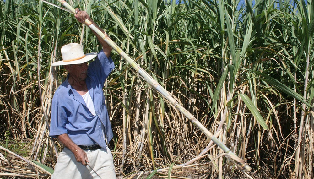 Ola de contagios entre los azucareros que piden mayores controles y una baja en los ritmos de la zafra