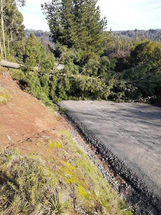 La imagen puede contener: árbol, planta, cielo, exterior y naturaleza