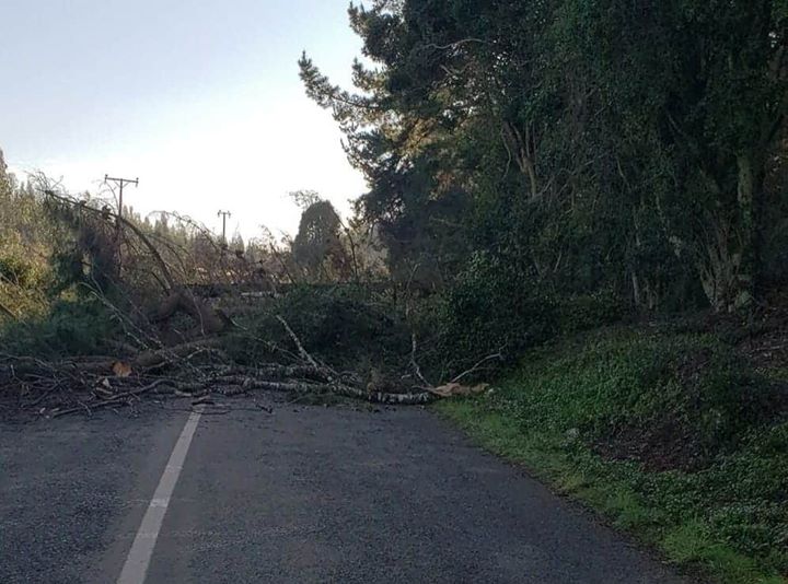 La imagen puede contener: árbol, exterior y naturaleza