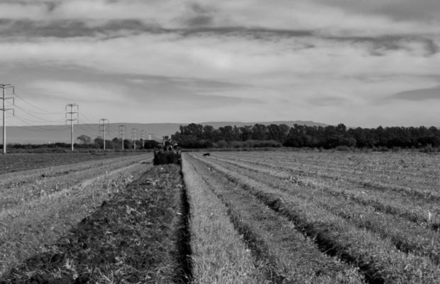 Economía Social. Pandemia y sustentabilidad, del sistema agroalimentario a la sobrepoblación urbana