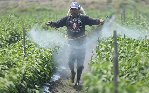 México. Lucha contra el glifosato «no será a base de decretos que pretenden pasar por encima de la ley»