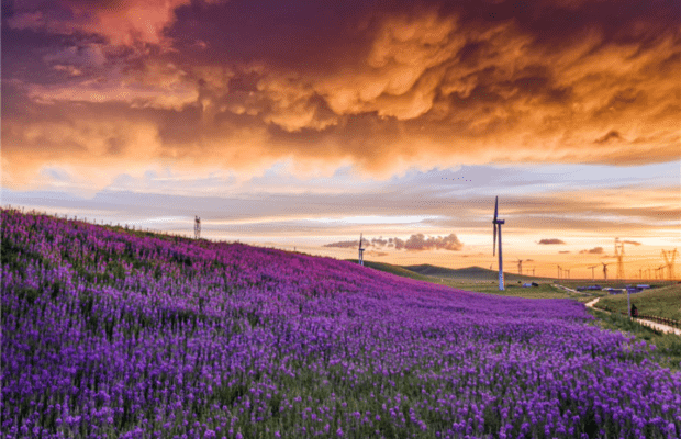 China. Maravillosas orquídeas de sauce pueblan las praderas de Xiliinhot