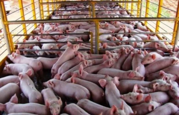 Argentina. Proyecto Feudal y Popular para los Chanchos