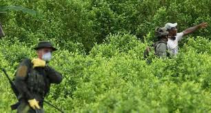 Estados Unidos. Reconoce el fracaso del «Plan Colombia» para erradicar drogas