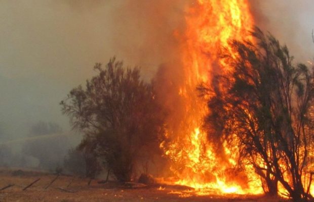 Argentina. Federico Soria habla de los incendios en Chubut: «Hay intereses para extraer el oro que está debajo de los bosques nativos»