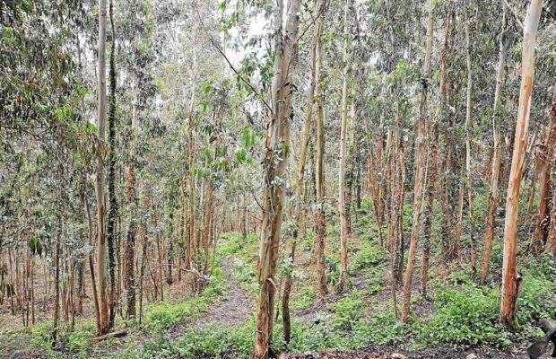 Euskal Herria. Eucalipto, un árbol maldito para nuestros bósques y ríos