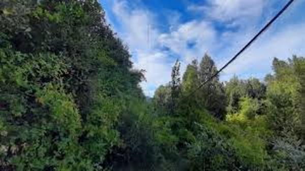 Argentina. El Parque Nacional Los Alerces es una bomba de tiempo
