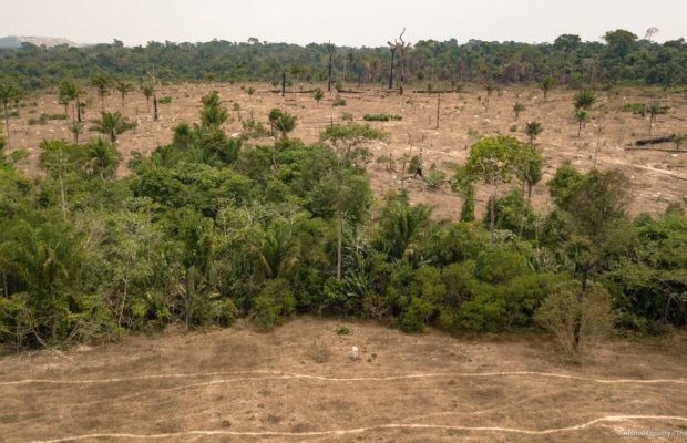 Brasil. La alerta de deforestación en la Amazonía durante el mes de mayo es la más alta desde 2016