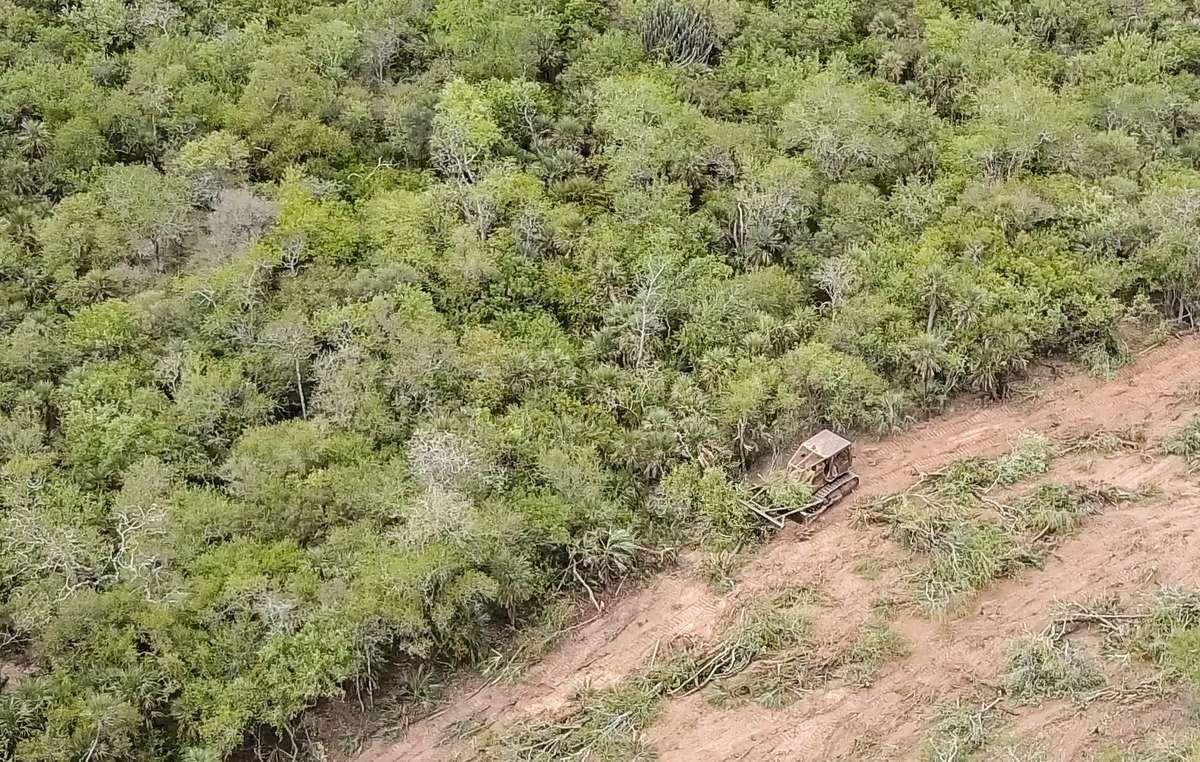 El bosque de los ayoreos est&aacute; siendo deforestado a un ritmo vertiginoso