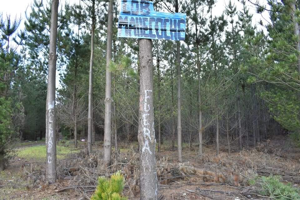 Puede ser una imagen de árbol y naturaleza