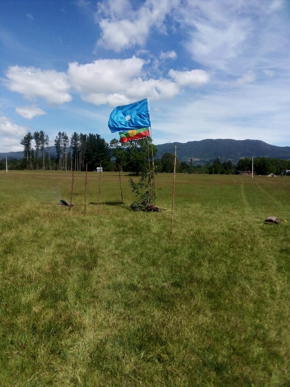 Puede ser una imagen de naturaleza y césped