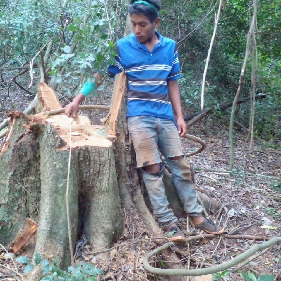 Pueblos Originarios. Desmonte ilegal sobre el territorio de la Comunidad Mbya Guaraní Ka’a Kupe