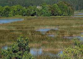 Nación Mapuche. Comunidades logran frenar las obras en el humedal Llakolen